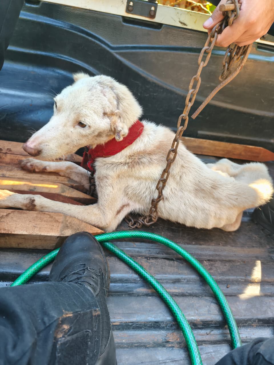 Rescataron tres perros en estado de abandono en Santo Pipó tras la denuncia de una proteccionista 2